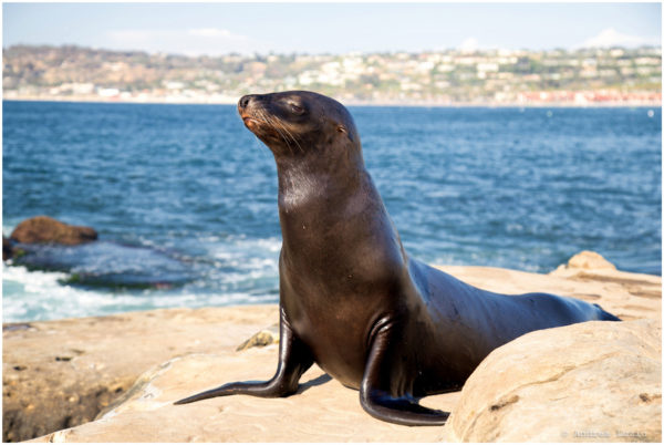 Scientists Link Chemicals to Cancer in California Sea Lions – NBC Los Angeles