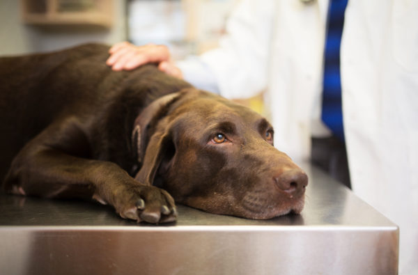 Dogs Can Detect Most Lethal Forms of Prostate Cancer – NBC Los Angeles