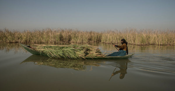 In Iraq, Drought and Abundance in the Mesopotamian Marshes