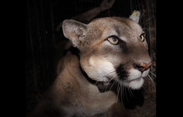 Mountain Lion P-78 Struck by Vehicle and Killed – NBC Los Angeles