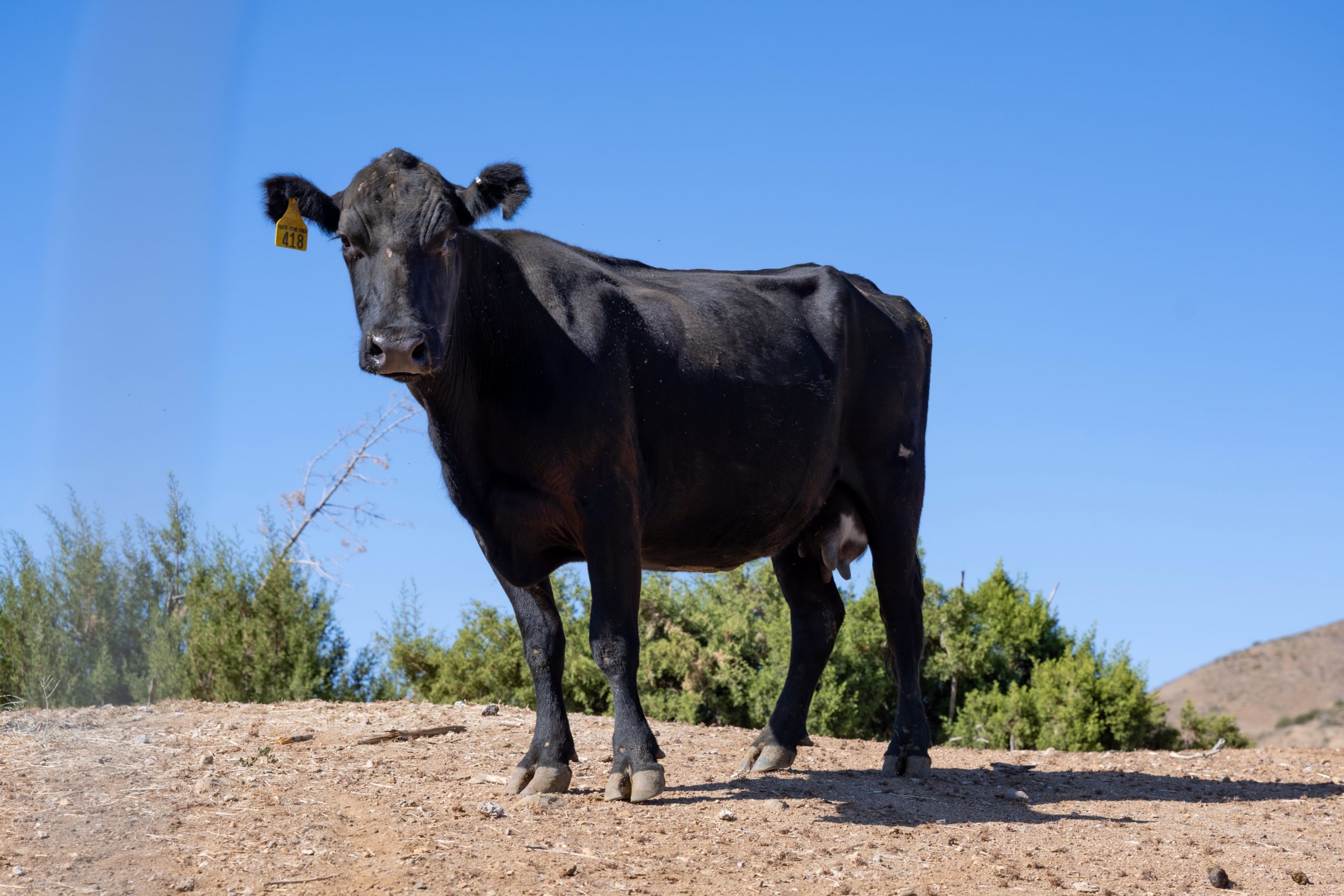 Only Surviving Cow That Escaped Slaughterhouse Arrives at New Home – NBC Los Angeles