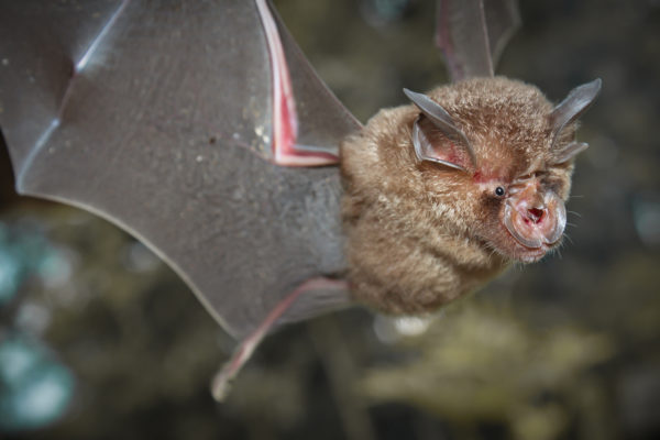 Researchers find batch of new coronaviruses in bats – Daily News