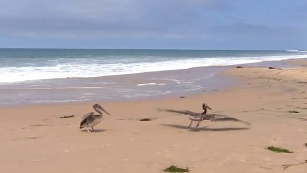 Legal Advocacy Group Offers $25K for Pelican Attack Information – NBC Los Angeles