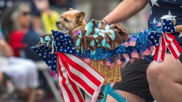 Officials Urge Pet Owners to Keep Animals Safe on Fourth of July – NBC Los Angeles