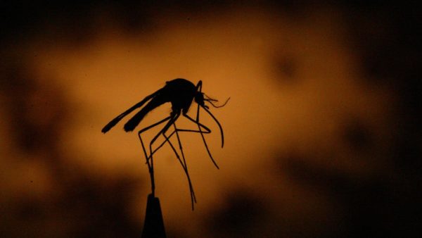 Don’t Let Mosquitoes Carrying West Nile Virus Take a Bite Out of Your Holiday – NBC Los Angeles