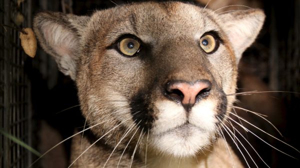 Mountain Lion Killed After It Attacked 5-Year-Old Boy in Front of Calabasas Home – NBC Los Angeles