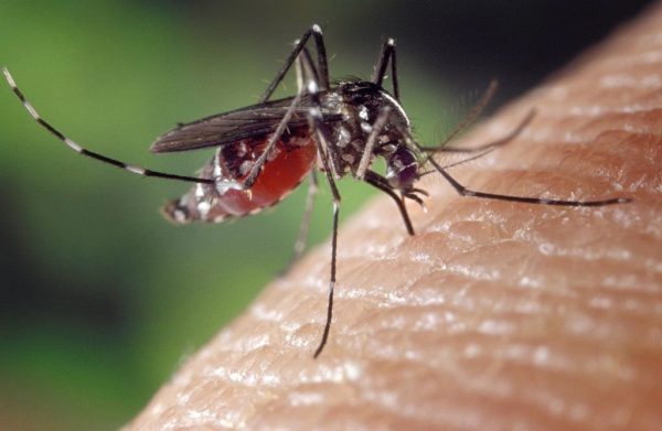 First Batch of West Nile Virus-Infected Mosquitoes Found in OC This Year – NBC Los Angeles