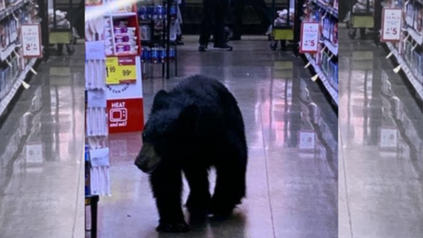 Bear Sighting Inside Porter Ranch Ralphs Grocery Store – NBC Los Angeles