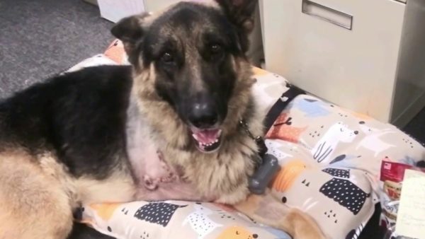 Amputee and Three-Legged Rescue Dog’s Special Bond – NBC Los Angeles