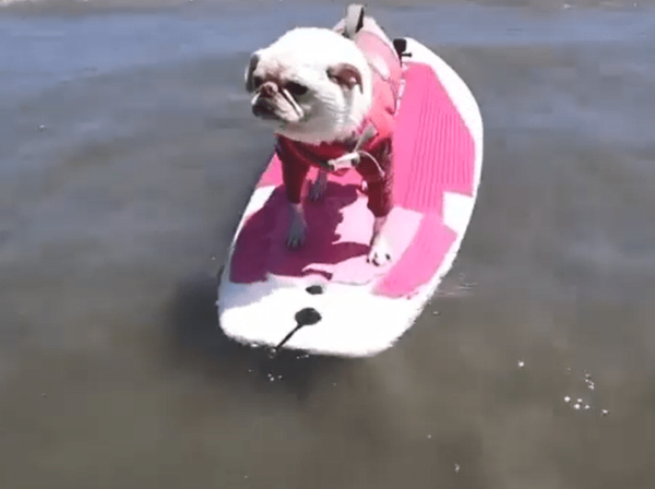 Four-Legged Pups Compete for the Best Pooch to Hang Ten in Surf City Dog Surf – NBC Los Angeles