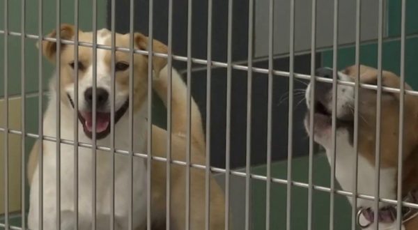 Dozens of Seized Dogs Ready for Adoption – NBC Los Angeles