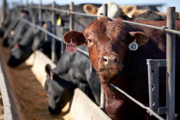 Unhappy with prices, ranchers look to build own meat plants – Daily News