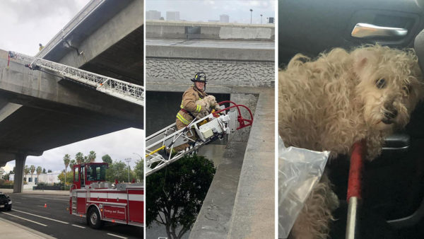 Dog Rescued From Freeway Overpass in El Segundo – NBC Los Angeles