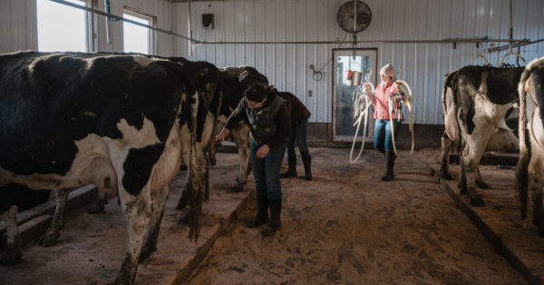 Organic Milk Farmers in Northeast Under Pressure as Processors Look West