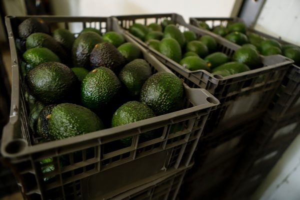 U.S.-Mexico avocado dispute already causing shortages – Daily News
