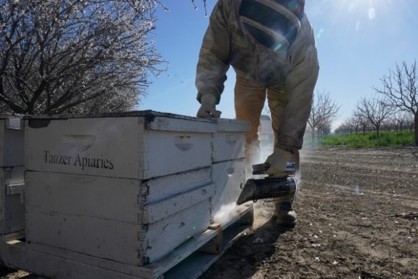 Beekeepers turn to anti-theft tech as hive thefts rise in California – Daily News