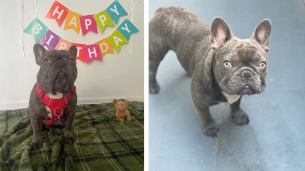 French Bulldog Stolen at Gunpoint in Downtown LA is Reunited With Owners – NBC Los Angeles