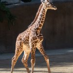 The LA Zoo’s New Baby Giraffe is the Tallest Calf in Zoo’s History – NBC Los Angeles