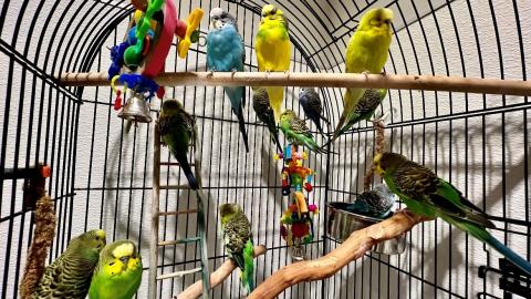 Laguna Niguel Parakeets Abandoned on Trail All Adopted – NBC Los Angeles
