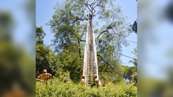 Sherman Oaks Tree Trimmer Found Dead, Hanging Upside Down 50 Feet Up – NBC Los Angeles