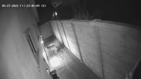 Coyote Enters Woodland Hills Home Through Dog Door – NBC Los Angeles