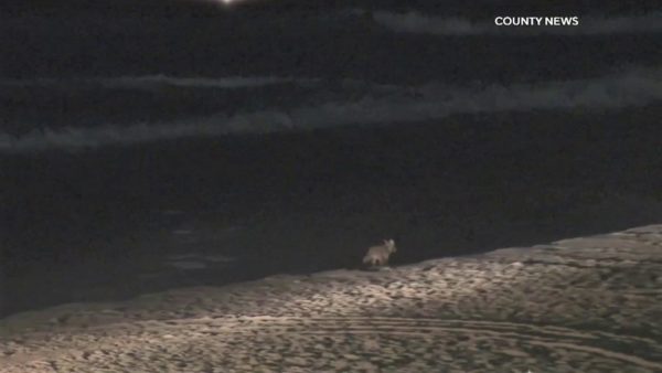DNA Confirms Coyote That Bit Girl on Beach Is Dead – NBC Los Angeles