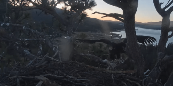 Big Bear’s Baby Bald Eagle Takes Flight – NBC Los Angeles