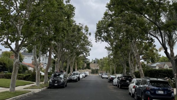 Why Trees Are Not Part of LA’s Outdoor Watering Restrictions – NBC Los Angeles