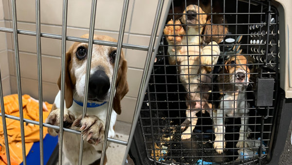 Rescued Beagles Getting Adopted in SoCal – NBC Los Angeles