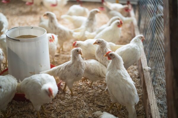 U.S. eyes vaccinating chickens as bird flu kills millions