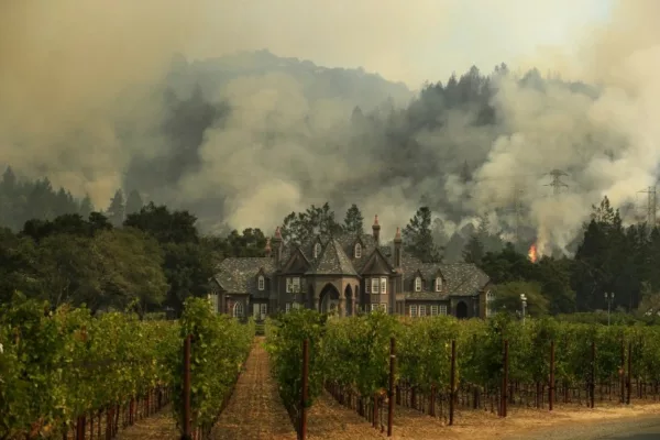 Wildfires can make your California red wine taste like an ashtray. These scientists want to stop that
