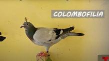 La Puente man breeds carrier pigeons for special moments – NBC Los Angeles