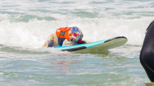 Surf dog competition brings together canine, human surfers in OC – NBC Los Angeles