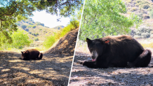 See Chatsworth bear released back into mountains – NBC Los Angeles
