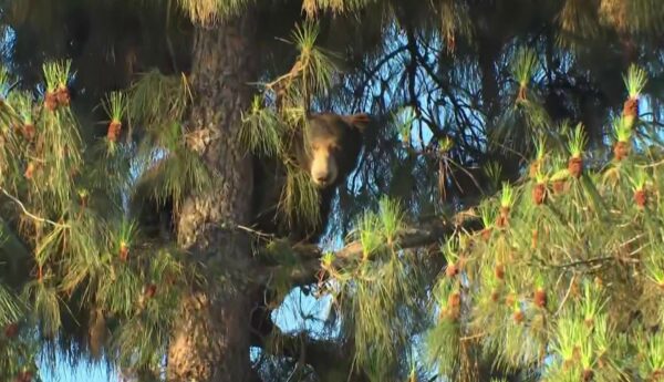 Bear camps out in Chatsworth tree – NBC Los Angeles